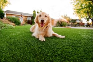 Artificial Turf For Pets Contractor, Fake Grass For Dogs Sunrise Manor NV