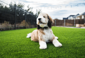 Perks Of Artificial Pet Turf In Sunrise Manor Nv